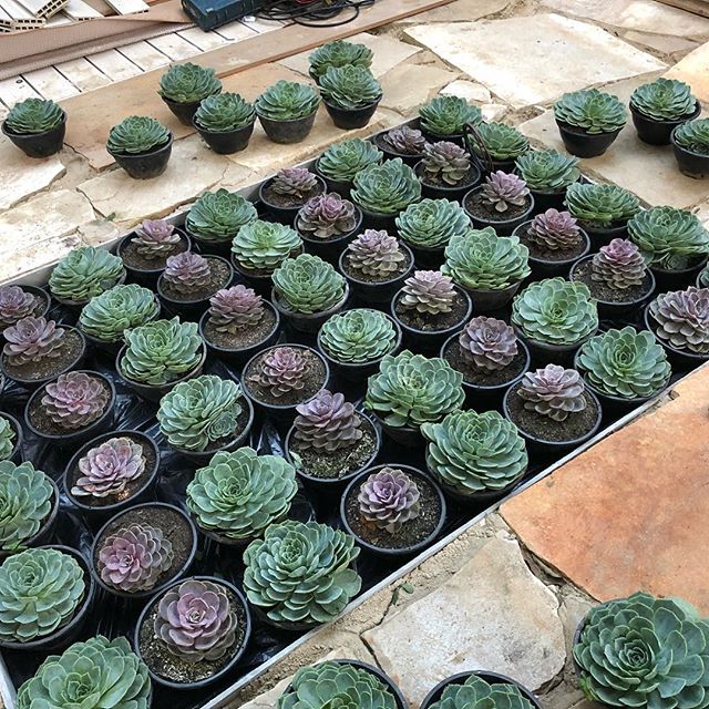 1-jardim-das-agave-casacorsp2018 1-jardim-das-agave-casacorsp2018
