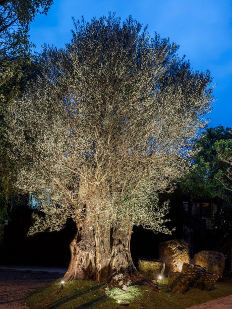 CASACOR Rio Grande do Sul 2018. Jardim Terra Viva - Arqmove Arquitetura e Paisagismo. Um paisagismo naturalista e desconstruído, que leva à risca a preservação das espécies existentes e o uso de materiais com baixo impacto ambiental. Nos dois lados da rua onde se realiza CASACOR, o passeio público foi conectado aos oito jardins de cada casa, conferindo eixo, simetria e fluidez entre os espaços.