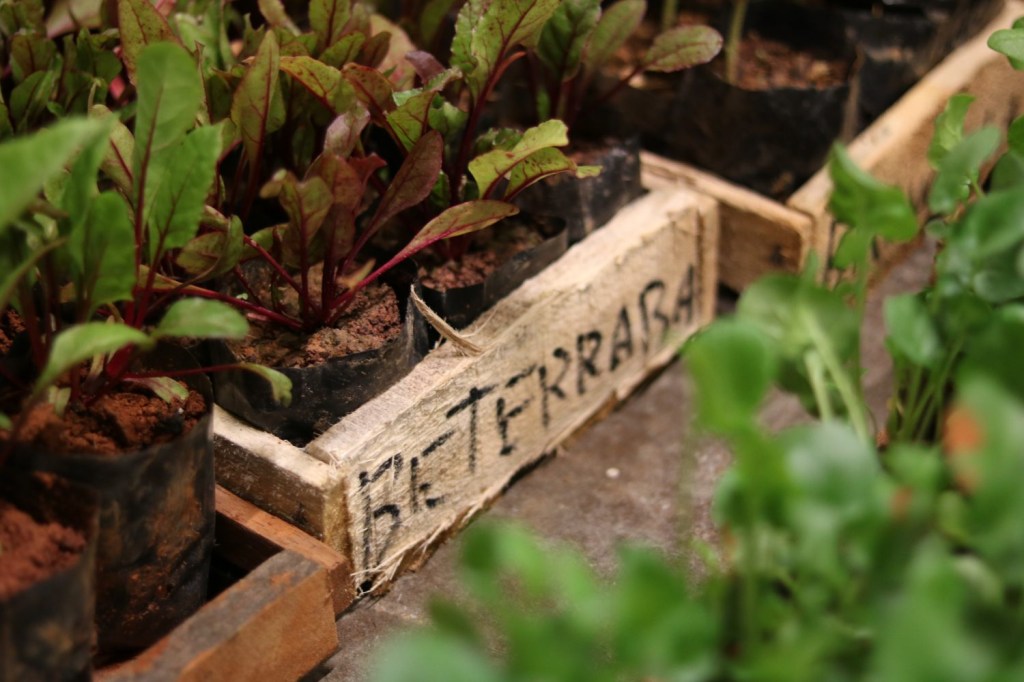Horta_foto_Julia Parpulov (2) Plantio de beterrabas feita em pequenos vasos de madeira