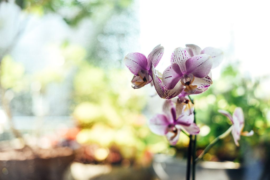Como cultivar orquídea