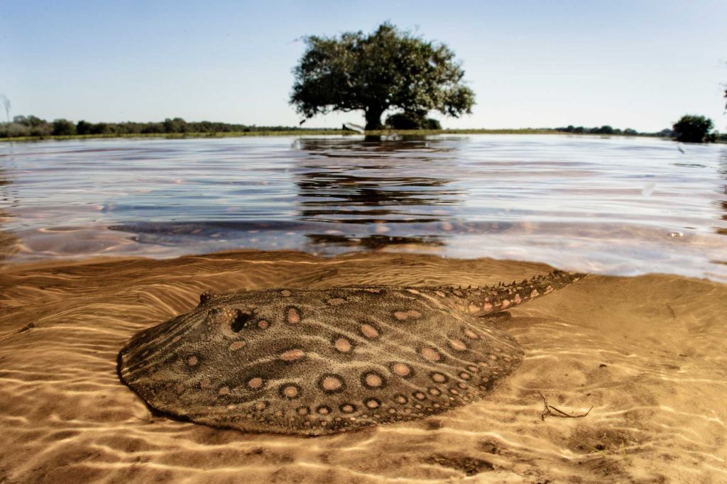 pantanal preservação documenta pantanal leilão obra de arte