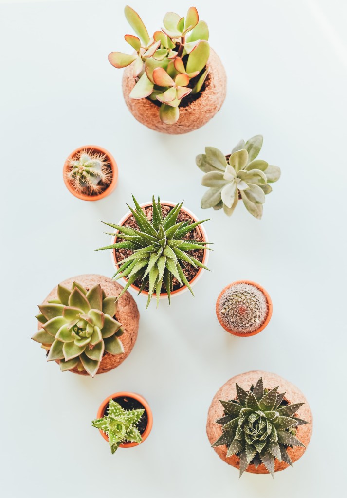 cactos como cultivar como cuidar de cactos em casa