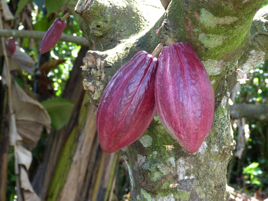 cocoa-285035_1920 cacau chocolate amazônia