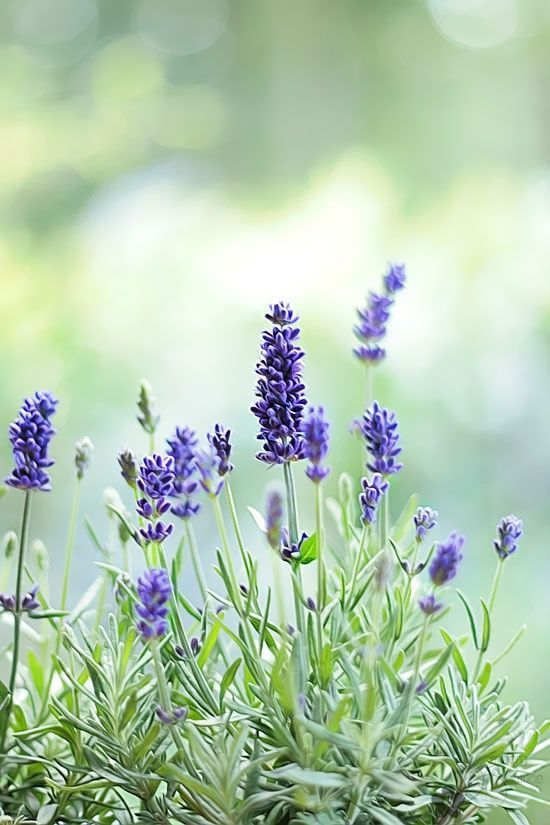 lavanda-flor-de-inverno-pinterest lavanda é uma flor de inverno com aroma agradável