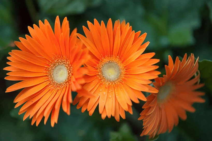 Margarida Gérbera