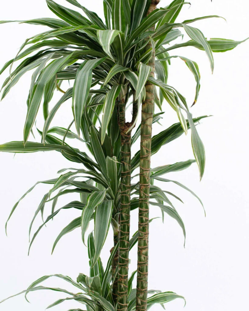 Dracena Warneckii