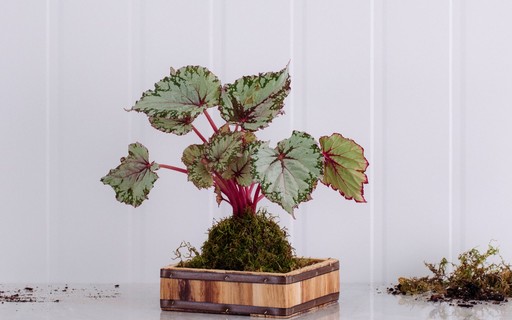 begonia-flores-online Begonia