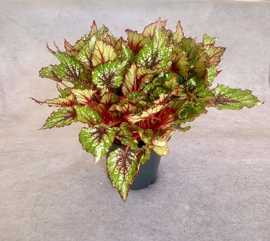 begonia_rex_pote_14_begonia_rex_ Begonia