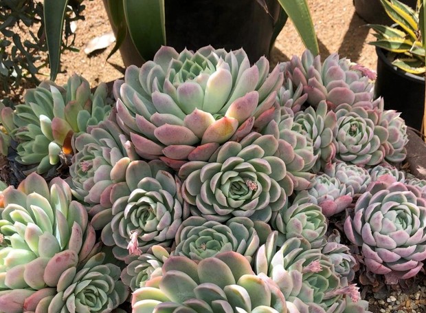 echeveria-elegans echeveria