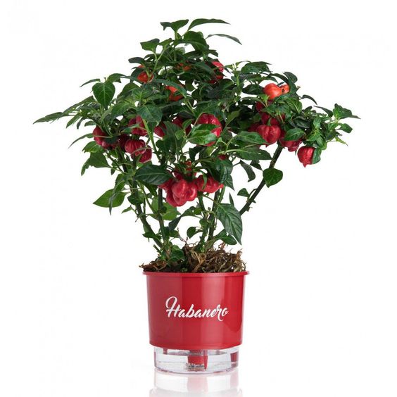 pimentas-planta Pimenteira é uma das plantas para horta