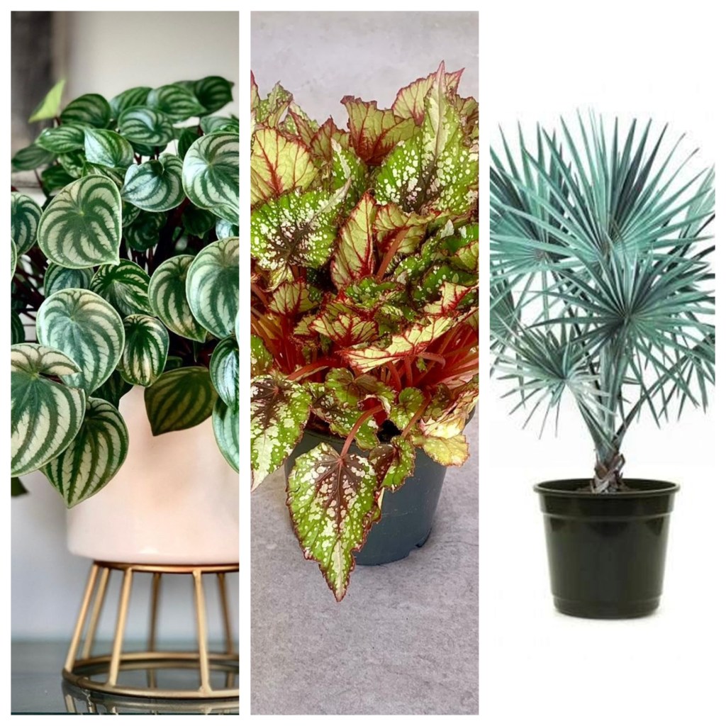 plantas-diferentes (1) Plantas diferentes