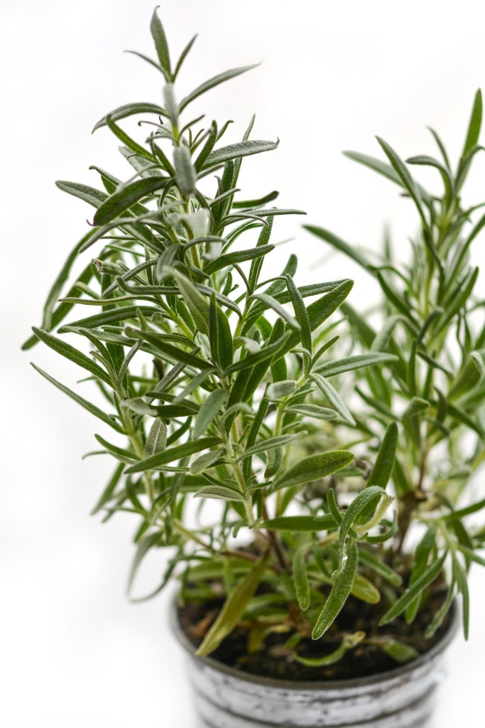alecrim-plantas-para-horta alecrim é uma das plantas para horta