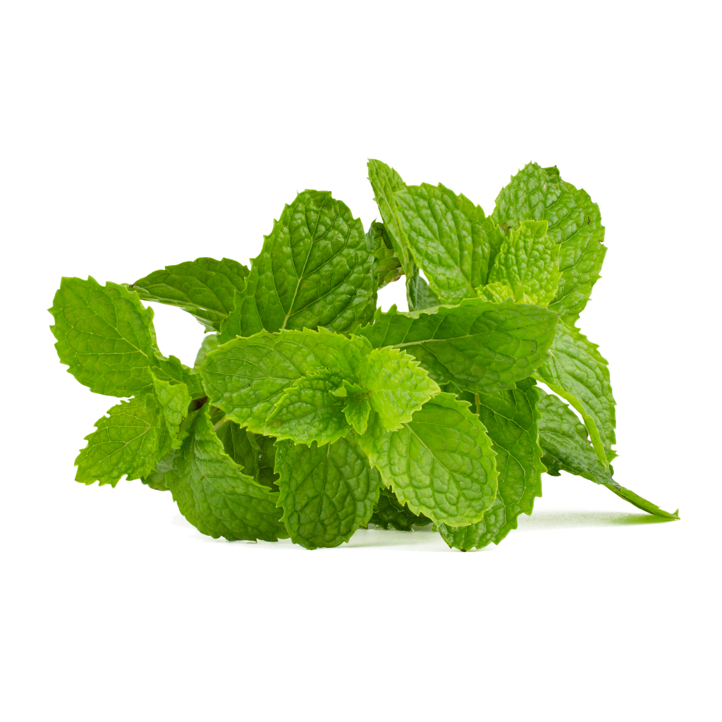 hortela-plantas-para-horta hortelã plantas para horta