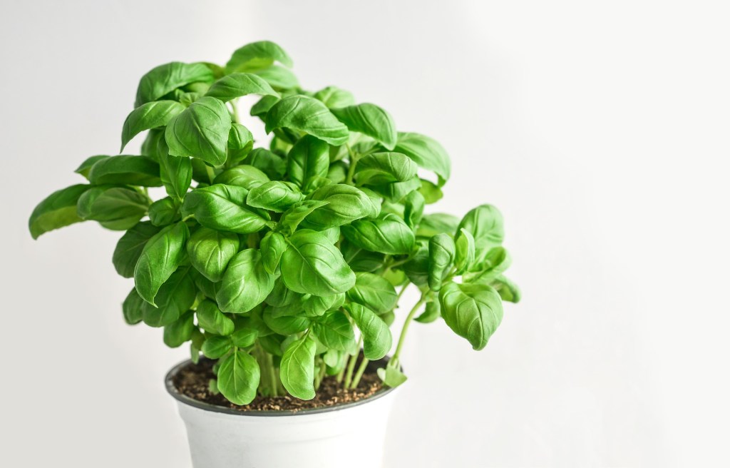 manjericao-plantas-para-horta Manjericão é uma das plantas para horta