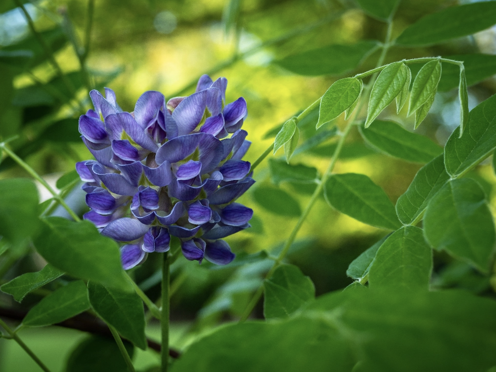 flores para cultivar na varanda ametista flor