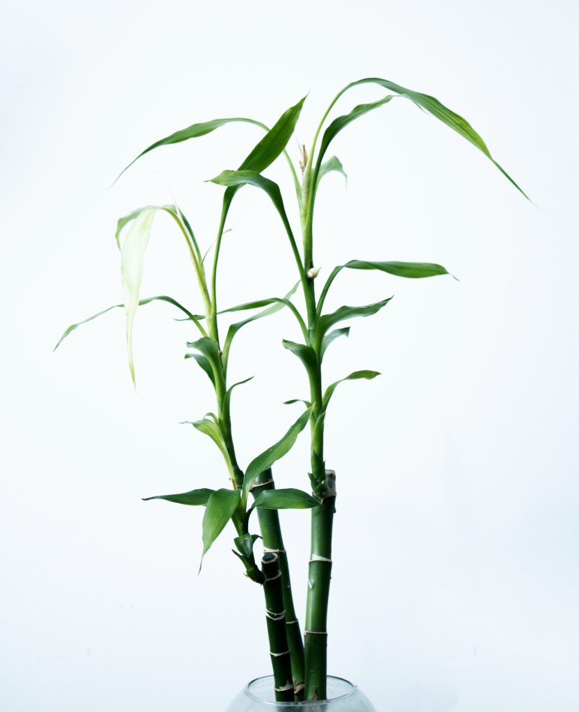 bambu-da-sorte Bambu da sorte