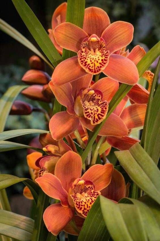 orquidea flores para cultivar na varanda orquídea