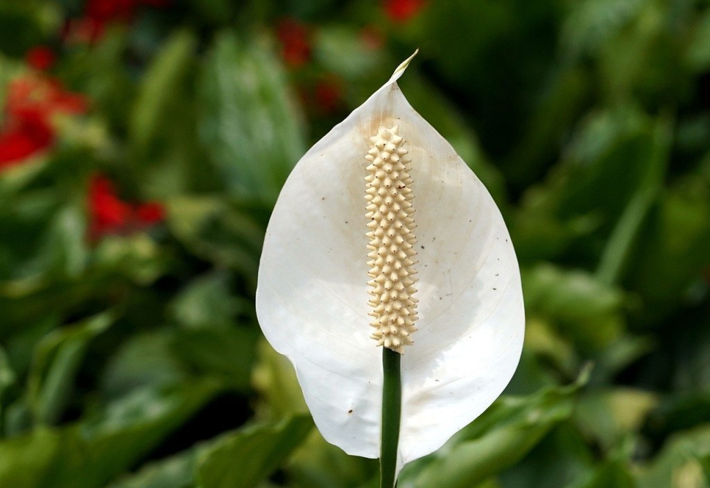 peace-lily-g885c9f530_1280 Lírio-da-paz