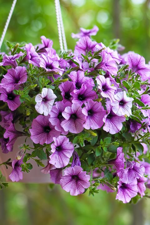 petunia flores para cultivar na varanda petunia
