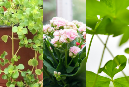 Plantas para dar sorte em 2022