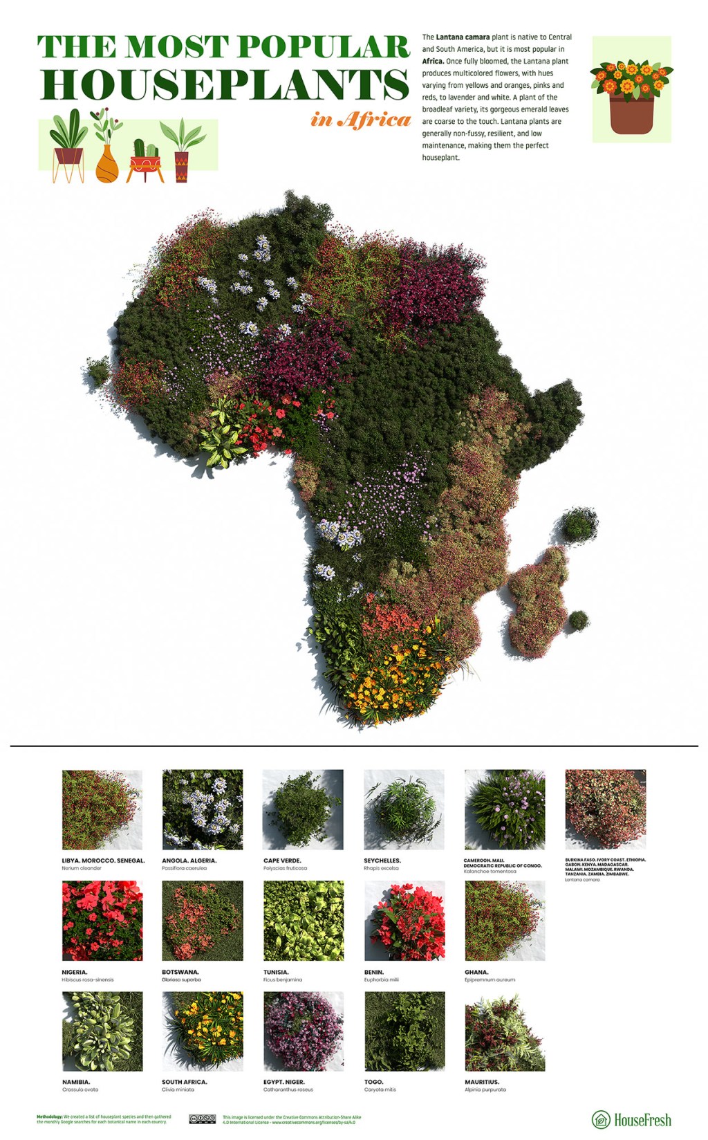 As-plantas-mais-populares-para-se-ter-em-casa-através-do-mundo-Africa As espécies plantas mais populares para se ter em casa dos países do mundo todo