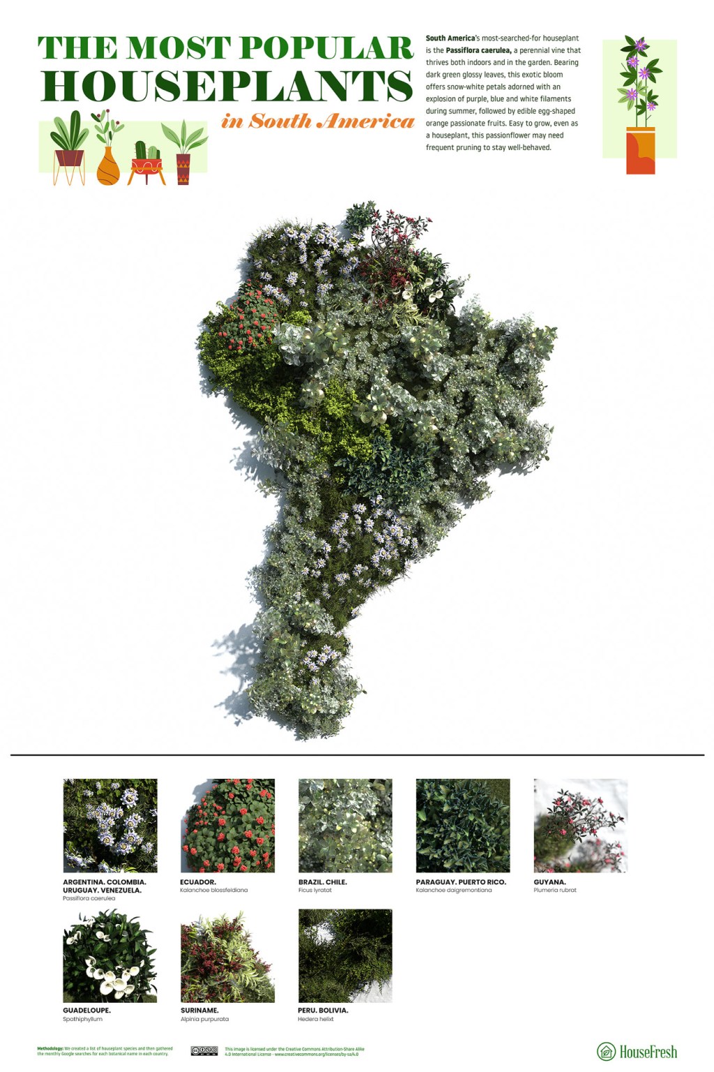 As-plantas-mais-populares-para-se-ter-em-casa-através-do-mundo-America-do-Sul As espécies plantas mais populares para se ter em casa dos países do mundo todo