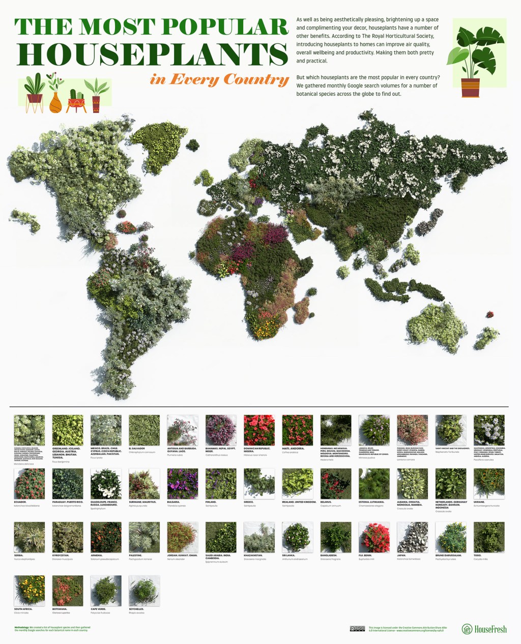 As-plantas-mais-populares-para-se-ter-em-casa-através-do-mundo As espécies plantas mais populares para se ter em casa dos países do mundo todo