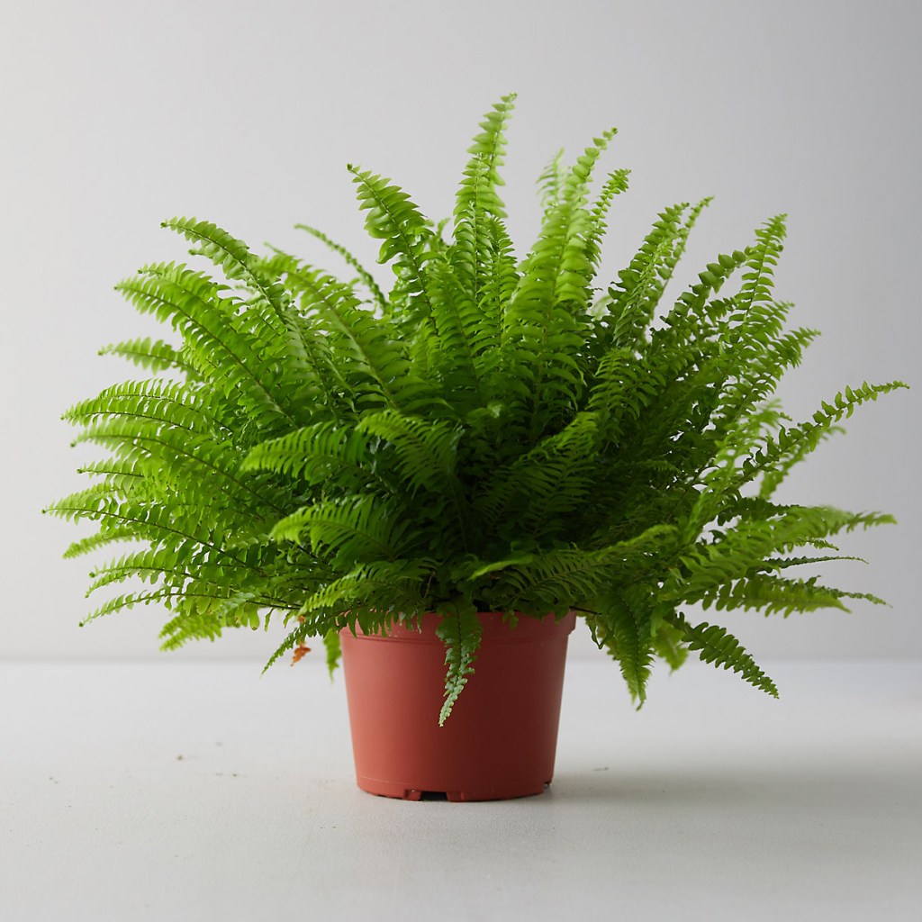 Samambaia-de-Boston plantas seguras para cães e gatos