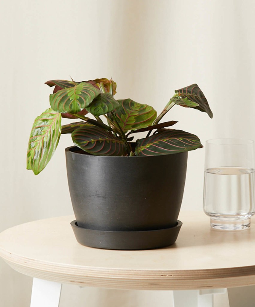 planta oração plantas seguras para cães e gatos