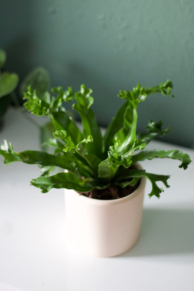 sambaia passaro plantas seguras para cães e gatos