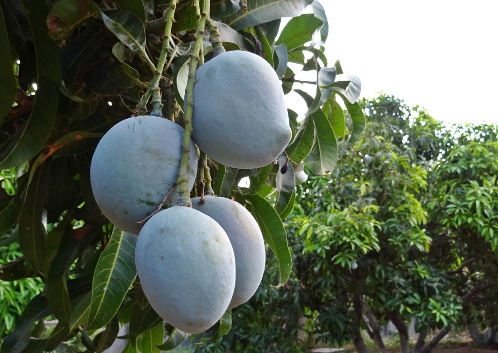 Mangifera Indica