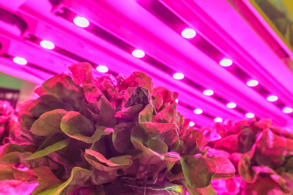 Led,Lighting,Used,To,Grow,Lettuce,Inside,A,Warehouse,Without Fazendas verticais