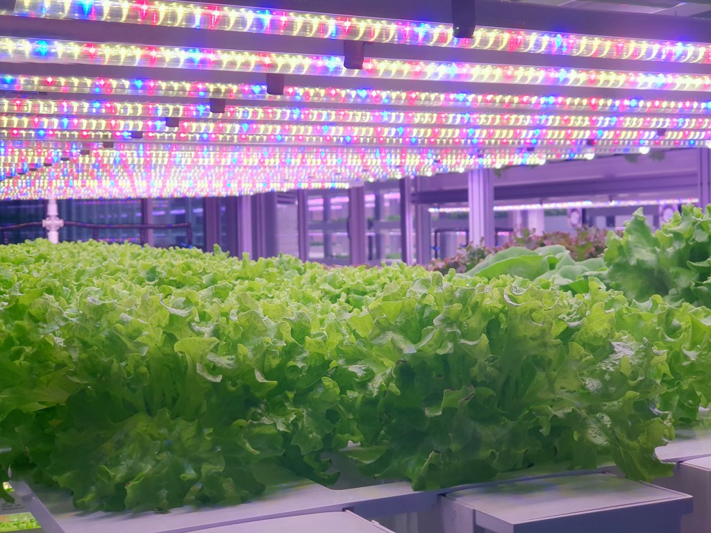 Vegetables,Are,Growing,In,Indoor,Farm/vertical,Farm.,Plants,On,Vertical Fazendas verticais