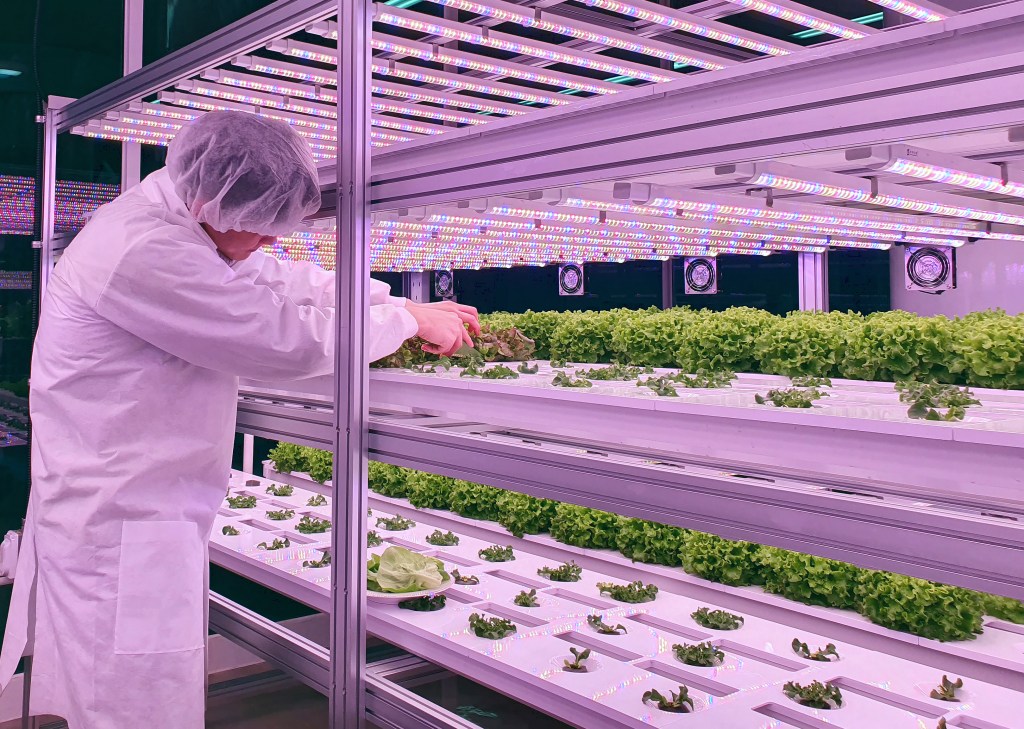 Vertical,Farm(indoor,Farm),Researcher,Takes,Care,Of,Vegetables,Growing,On Fazendas verticais