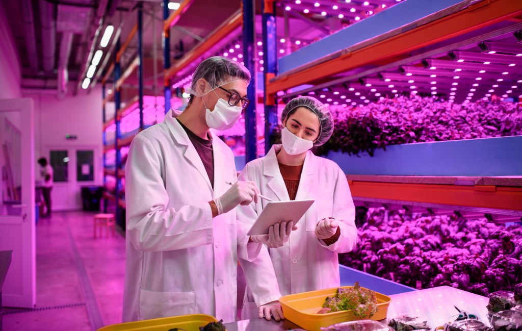 Workers,With,Face,Mask,On,Aquaponic,Farm,,Sustainable,Business,And Fazendas verticais