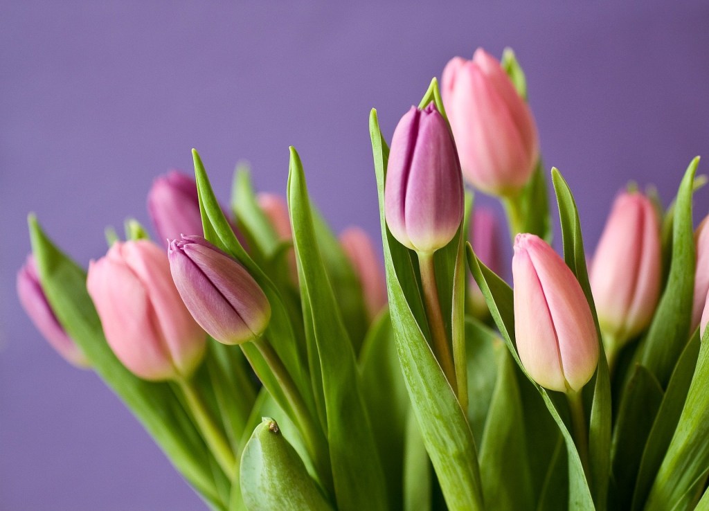 tulips-g318e5e384_1920 tulipas