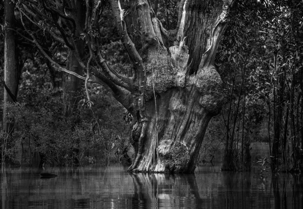 Árvore do Carabinani – Parque Nacional do Jaú – Araquem Alcantara Árvore do Carabinani