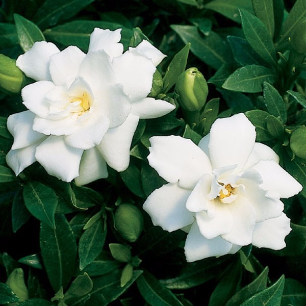 gardenia Gardenia