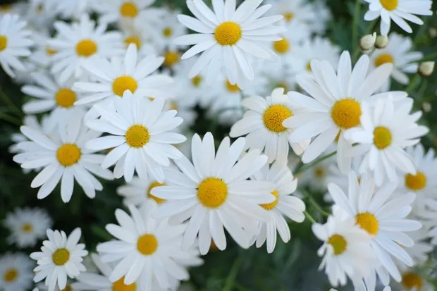 margarida margaridas