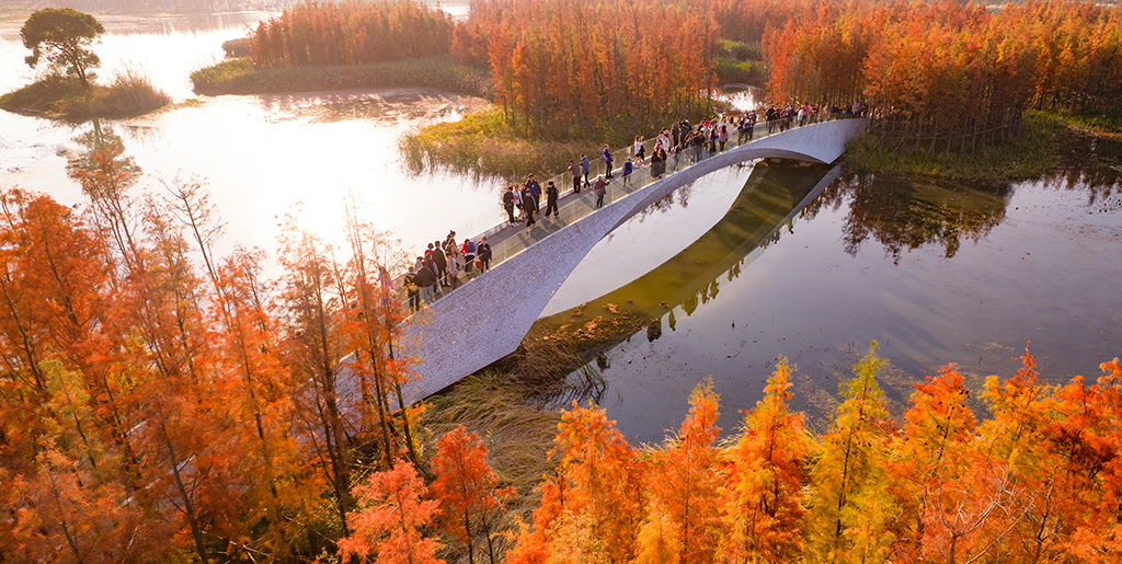 Área urbana abandonada vira floresta flutuante na China