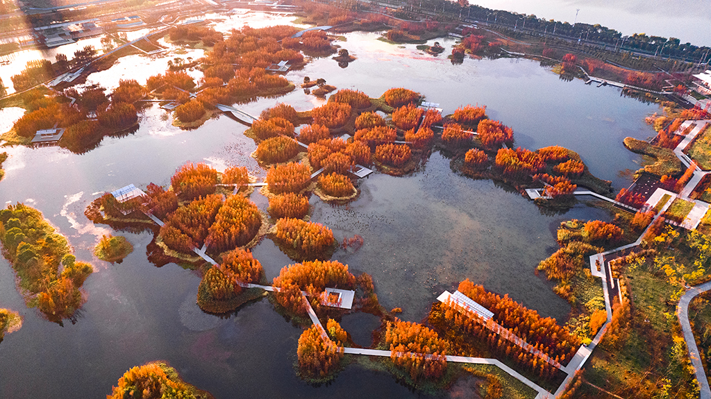 Área urbana abandonada vira floresta flutuante na China