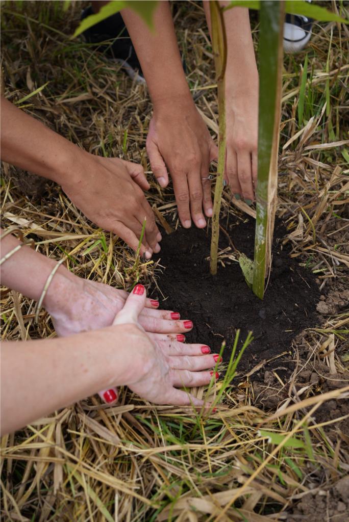 CASACOR + Carbon Free Brasil realiza compensação de carbono com plantio de 1.087 árvores