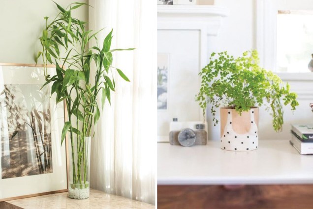 Há ainda opções como o Bambu da Sorte (à esquerda) e a Avenca (à dir.), perfeitas para ambientes internos. “Além de se adaptar bem ao interior das casas, elas podem ser mantidas nos vasos com terra ou podem ser transferidas para recipientes somente com água”, esclarece. Há ainda opções como o Bambu da Sorte (à esquerda) e a Avenca (à dir.), perfeitas para ambientes internos. “Além de se adaptar bem ao interior das casas, elas podem ser mantidas nos vasos com terra ou podem ser transferidas para recipientes somente com água”, esclarece.