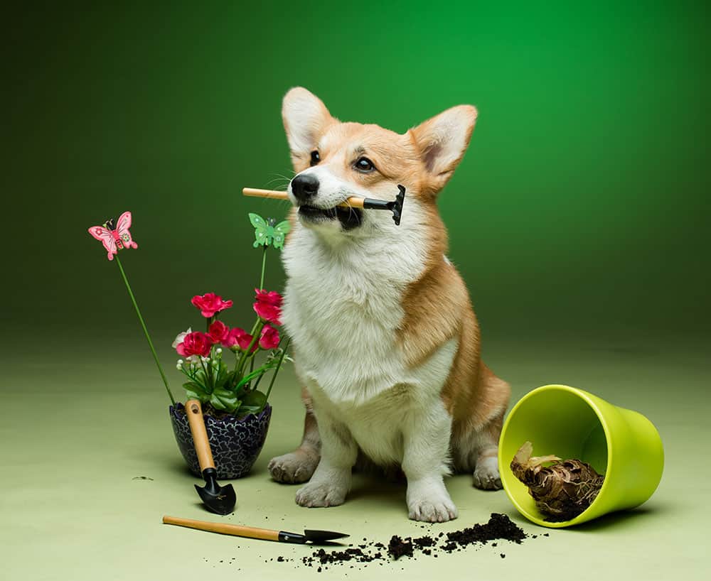 caes-comem-plantas01 As plantas tóxicas para cães e gatos que você deve ficar de olho