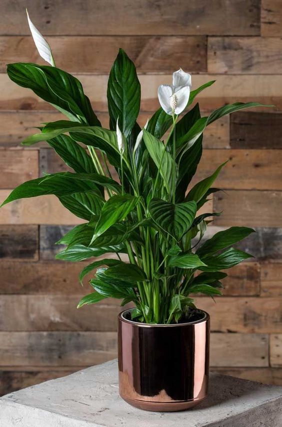 lirio-da-paz Lírio da Paz Plantas para cultivar apartamento