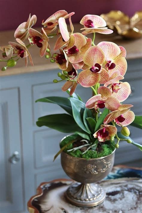 As orquídeas também ficam muito bem em ambientes internos com claridade. “No inverno, as orquídeas devem ser molhadas a cada 15 dias, encharcando e deixando escorrer, e no verão uma vez por semana. Importante lembrar de não expô-las diretamente ao sol quando não houver flores e adubar com substrato específico uma vez ao mês”, detalha o florista. As orquídeas também ficam muito bem em ambientes internos com claridade. “No inverno, as orquídeas devem ser molhadas a cada 15 dias, encharcando e deixando escorrer, e no verão uma vez por semana. Importante lembrar de não expô-las diretamente ao sol quando não houver flores e adubar com substrato específico uma vez ao mês”, detalha o florista.