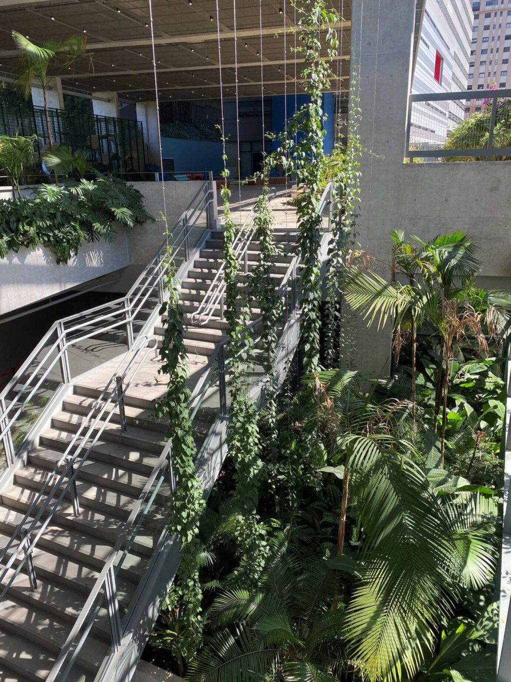 cardim_paisagismo_avenues_school_31 Projeto de paisagismo sustentável realizado pela Cardim Arquitetura Paisagística na Avenues Internacional School de São Paulo /