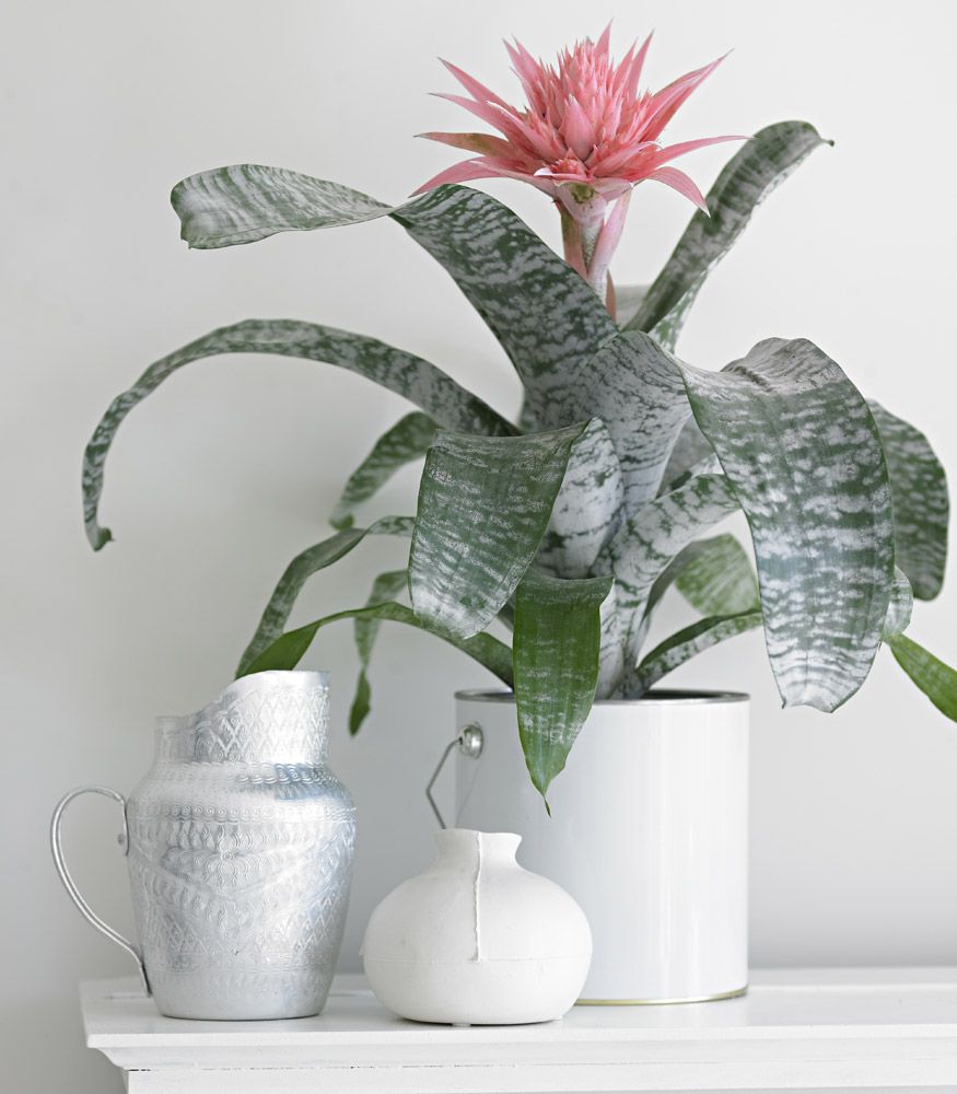 Bromelia – Aechmea Plantas para banheiro bromélia