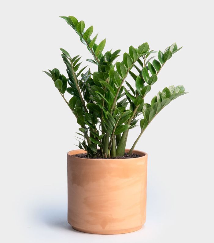 These 10 Indoor Plants for Low-Light Actually Thrive in Darkness Zamioculca é uma ótima espécie para cultivar na sombra.