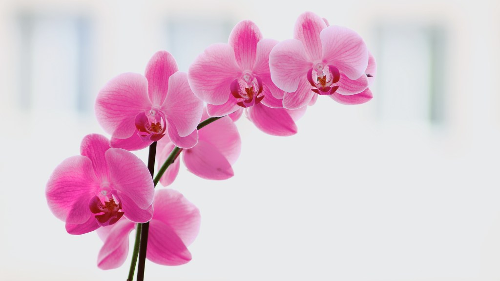 Orquídeas flores primavera